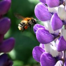 Ackerhummelarbeiterin (Bombus pascuorum) im Anflug auf Lupine - Reinfeld, 15.06.2014
Hochgeladen am 15.06.2014 von Hartwig