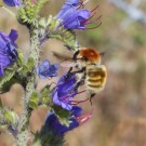 Mooshummel (Bombus muscorum) - Fehmarn, 21. Juni 2014
Hochgeladen am 16.06.2015 von Hartwig