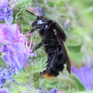 Felsenkuckuckshummel (Bombus rupestris) F - Fehmarn, 21. Juni 2014
Hochgeladen am 22.06.2014 von Hartwig