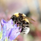 Gartenhummel (Bombus hortorum) ? - Reinfeld, 23. Juni 2014
Hochgeladen am 24.06.2014 von Hartwig