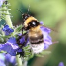 Gartenhummel (Bombus hortorum) ? - Reinfeld, 23. Juni 2014
Hochgeladen am 24.06.2014 von Hartwig