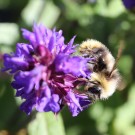 Wiesenhummel-Männchen (Bombus pratorum), älteres Exemplar - Reinfeld, 23. Juni 2014
Hochgeladen am 23.06.2014 von Hartwig