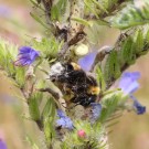 Veränderliche Krabbenspinne (Misumena vatia) mit Beute (Erdhummel) an Gewöhnlichem Natternkopf (Echium vulgäre) - NSG Grönauer Heide (bei Lübeck), 26. Juli 2014
Hochgeladen am 26.07.2014 von Hartwig