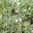 Ackerhummel-Arbeiterin (Bombus pascuorum) an Bergbohnenkraut/Winterbohnenkraut  (Satureja montan) - Reinfeld, 2. September 2014
Hochgeladen am 02.09.2014 von Hartwig