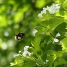 Erdhummelarbeiterin befliegt Weißdornblüten - Reinfeld, 24. Mai 2015
Hochgeladen am 24.05.2015 von Hartwig