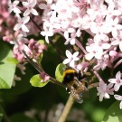 Gertenhummel-Arbeiterin (Bombus hortorum) an Duftflieder (Syringa meyeri "Palibin") - Reinfeld, 5. Juni 2015
Hochgeladen am 05.06.2015 von Hartwig