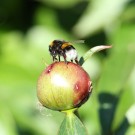 Erdhummel an geschlossener Blüte der Pfingstrose - Reinfeld, 5. Juni 2015
Hochgeladen am 05.06.2015 von Hartwig