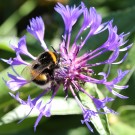 Erdhummel-Jungkönigin an Berg-Flockenblume - Reinfeld, 5. Juni 2015
Hochgeladen am 05.06.2015 von Hartwig