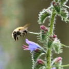 Ackerhummel (Bombus pascuorum) Arbeiterin an Gewöhnlichem Natternkopf (Echium vulgare) - Reinfeld, 14. Juni 2015
Hochgeladen am 15.06.2015 von Hartwig