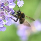 Männchen der Gartenhummel (Bombus hortorum) an Katzenminze - Reinfeld, 14. Juni 2015
Hochgeladen am 15.06.2015 von Hartwig