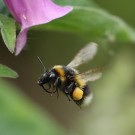 Gartenhummel (Bombus hortorum) Arbeiterin an Fingerhut (Digitalis purpurea) - Reinfeld, 14. Juni 2015
Hochgeladen am 15.06.2015 von Hartwig