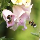 Gartenhummel (Bombus hortorum) Arbeiterinnen an Fingerhut (Digitalis purpurea) - Reinfeld, 14. Juni 2015
Hochgeladen am 15.06.2015 von Hartwig