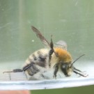 Mooshummel (Bombus muscorum) Männchen - gefunden an Himbeere (Rubus idaeus), Kreis Ostholstein, 21. Juni 2015
Hochgeladen am 21.06.2015 von Hartwig