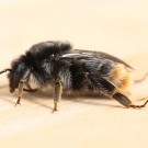 Steinhummel (Bombus lapidarius) Jungkönigin, noch nicht vollständig ausgefärbt - Reinfeld, 27. Juni 2015
Hochgeladen am 27.06.2015 von Hartwig