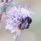 Unbekanntes Männchen - Elbtalaue, 5. Juli 2015
Hochgeladen am 06.07.2015 von Hartwig