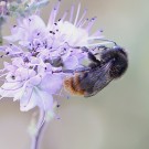 Unbekanntes Männchen II - Elbtalaue, 5. Juli 2015
Hochgeladen am 06.07.2015 von Hartwig