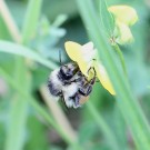 Waldhummel (Bombus sylvarum) Arbeiterin an Gewöhnlichem Hornklee (Lotus corniculatus) - Biosphärenreservat Niedersächsische Elbtalaue, 5. Juli 2015
Hochgeladen am 06.07.2015 von Hartwig