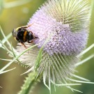 Erdhummel-Jungkönigin an Wilder Karde - Reinfeld, 20. Juli 2015
Hochgeladen am 21.07.2015 von Hartwig