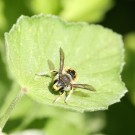 Wollbiene (wohl Große Wollbiene, Anthidium manicatum) - Reinfeld, 20. Juli 2015
Hochgeladen am 21.07.2015 von Hartwig