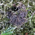 Diskretes Erdhäufchen neben der Stelle, an der sich eine Erdhummel-Jungkönigin zur Winterruhe eingegraben hat - Reinfeld, 21. Juli 2015
Hochgeladen am 21.07.2015 von Hartwig