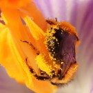 Unbekannte Wildbiene, evtl. Furchenbienen-Art (Halictus) - Reinfeld, 20.03.2014
Hochgeladen am 21.03.2014 von Hartwig