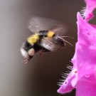 Gartenhummel (Bombus hortorum) an Fingerhut (Digitalis purpurea) - Reinfeld, 30. Juni 2012
Hochgeladen am 01.07.2014 von Hartwig