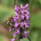 Ackerhummel (Bombus pascuorum) an Ziest - Reinfeld, 7. Juli 2014
Hochgeladen am 07.07.2014 von Hartwig