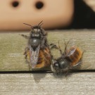 Mauerbienen
Hochgeladen am 04.04.2014 von Hartwig