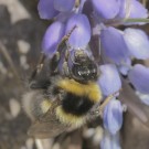 B. jonellus (Heidehummel) ? - Holmahult, Schweden (April 2014)
Hochgeladen am 27.04.2014 von Hartwig