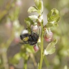 Erdhummel mit geteiltem HInterleibsband - Holmahult/Schweden (April 2014)
Hochgeladen am 27.04.2014 von Hartwig