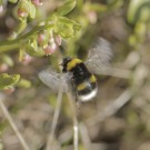 Erdhummel mit geteiltem Hinterleibsband - Holmahult/Schweden (April 2014)
Hochgeladen am 27.04.2014 von Hartwig