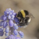 Bombus magnus (Große Erdhummel) ? - Holmahult/Schweden, April 2014
Hochgeladen am 30.04.2014 von Hartwig