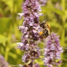 Ackerhummel-Arbeiterin (B. pascuorum) - Reinfeld, 15. Juli 2014
Hochgeladen am 15.07.2014 von Hartwig