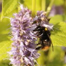 Wiesenhummel-Jungkönigin (B. pratorum) an Agastache foeniculum "Blue Fortune" - Reinfeld, 15. Juli 2014
Hochgeladen am 15.07.2014 von Hartwig