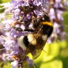 Vermutlich Männchen der Kleinen Erdhummel (Bombus cryptarum) - Reinfeld, 17. Juli 2014
Hochgeladen am 17.07.2014 von Hartwig