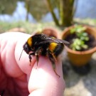Welche Hummel ist das?
Hochgeladen am 31.03.2014 von Humphrey