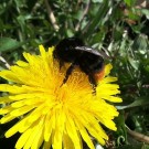 Steinhummel auf Löwenzahn
Hochgeladen am 26.04.2015 von Joe