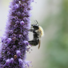 Ackerhummel an Anis-Ysop
Hochgeladen am 27.05.2021 von Karla