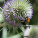 Ackerhummel auf Karden-Distel
Hochgeladen am 27.05.2021 von Karla