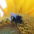 Dunkle Erdhummel auf Sonnenblume
Hochgeladen am 27.05.2021 von Karla