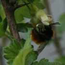 Andrena fulva (Fuchsrote Lockensandbiene oder Rostrote Sandbiene) an Stachelbeere
Hochgeladen am 27.05.2021 von Karla