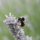 Drohn der Steinhummel (?) an letzten Lavendelblüten
Hochgeladen am 27.05.2021 von Karla