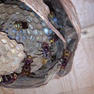 Hornissennest
Hochgeladen am 17.07.2015 von Luca