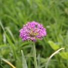 Allium
Hochgeladen am 13.05.2015 von Luca