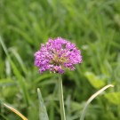 Allium
Hochgeladen am 13.05.2015 von Luca