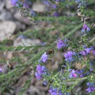 Baumhummel
Hochgeladen am 08.07.2015 von Luca