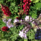 Steinhummel auf Phacelia
Hochgeladen am 13.06.2014 von Luca