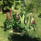 Lupinenbeet
Hochgeladen am 13.06.2014 von Luca