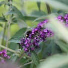 Erdhummel an Flieder
Hochgeladen am 04.07.2015 von Luca