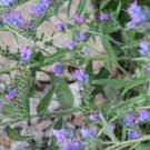 
Erdhummel01
Hochgeladen am 08.07.2015 von Luca